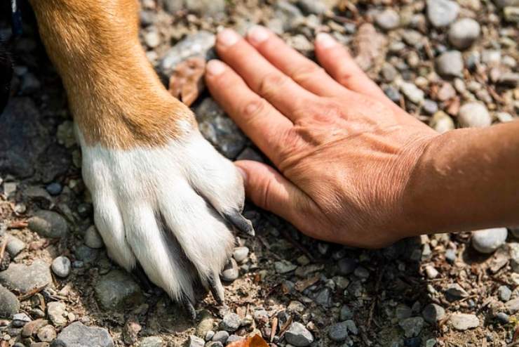 bonus animali domestici info dettagli
